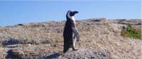 Boulders Beach Penguin